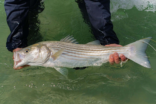 Cape Cod Fly Fishing Guide Guide flats striped bass Fly rods fly rod blanks apparel sun shirt sun hat 8wt fiberglass graphite fly rod